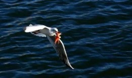 天津海鸥爆料事件视频,视频揭露惊人内幕